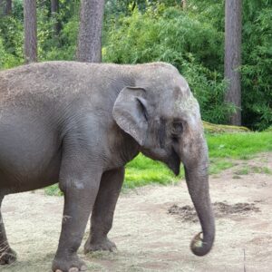De-olifant-Uitjebewust