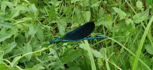 De waterjuffer uitjebewust